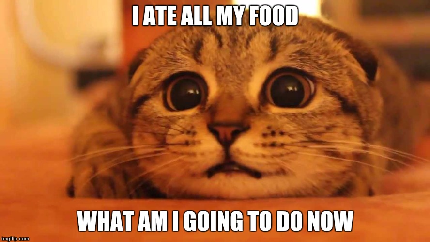Too Many Feels | I ATE ALL MY FOOD; WHAT AM I GOING TO DO NOW | image tagged in too many feels | made w/ Imgflip meme maker