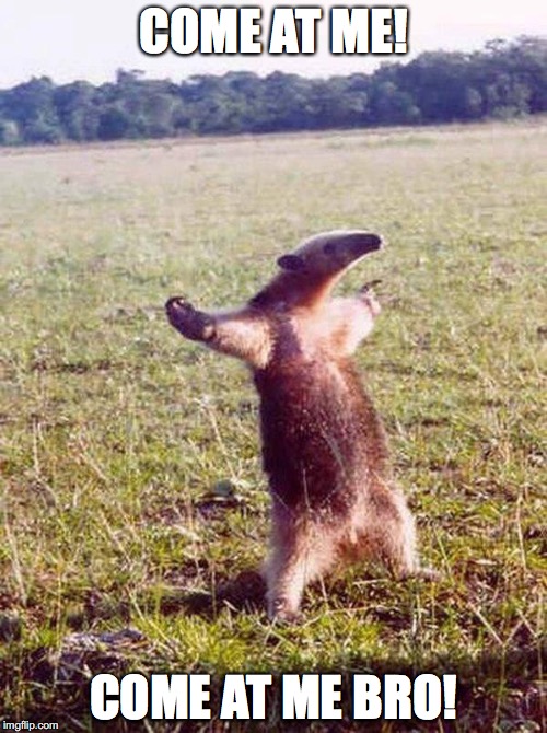 Fight me anteater | COME AT ME! COME AT ME BRO! | image tagged in fight me anteater | made w/ Imgflip meme maker