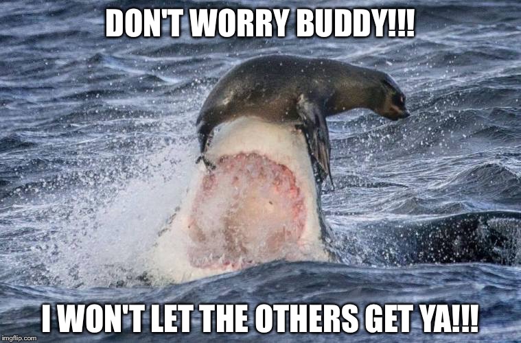 DON'T WORRY BUDDY!!! I WON'T LET THE OTHERS GET YA!!! | image tagged in memes | made w/ Imgflip meme maker