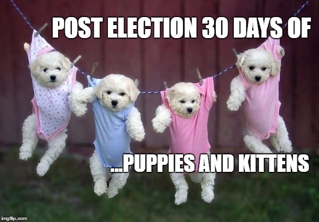 puppies and kittens | POST ELECTION 30 DAYS OF; ...PUPPIES AND KITTENS | image tagged in post election,puppies and kittens,puppy,kitten | made w/ Imgflip meme maker