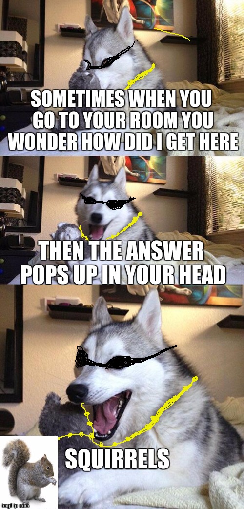 Swaggy Bad Pun Dog Is Back | SOMETIMES WHEN YOU GO TO YOUR ROOM YOU WONDER HOW DID I GET HERE; THEN THE ANSWER POPS UP IN YOUR HEAD; SQUIRRELS | image tagged in memes,bad pun dog,squirrels,swaggy bad pun dog | made w/ Imgflip meme maker