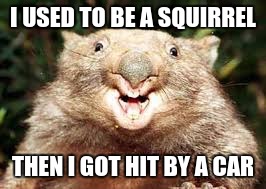 Happy Wombat | I USED TO BE A SQUIRREL; THEN I GOT HIT BY A CAR | image tagged in happy wombat | made w/ Imgflip meme maker