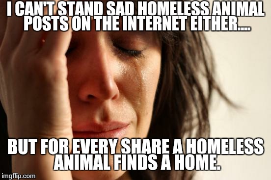 First World Problems | I CAN'T STAND SAD HOMELESS ANIMAL POSTS ON THE INTERNET EITHER.... BUT FOR EVERY SHARE A HOMELESS ANIMAL FINDS A HOME. | image tagged in memes,first world problems | made w/ Imgflip meme maker