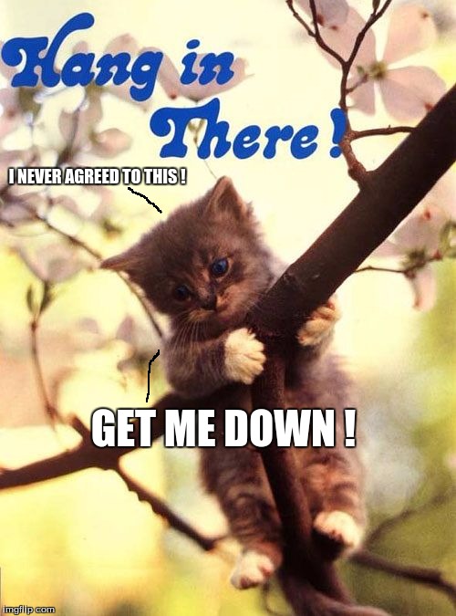 Hang in there cat | I NEVER AGREED TO THIS ! GET ME DOWN ! | image tagged in hang in there cat | made w/ Imgflip meme maker