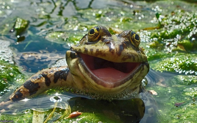 Frog pond Blank Meme Template