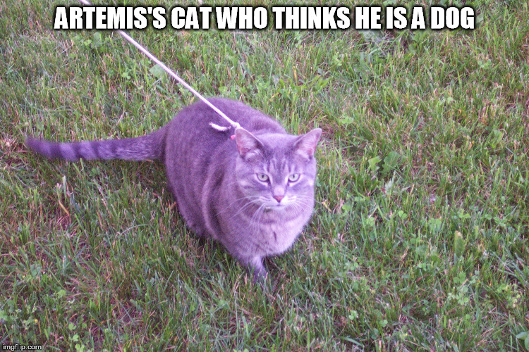 ARTEMIS'S CAT WHO THINKS HE IS A DOG | made w/ Imgflip meme maker