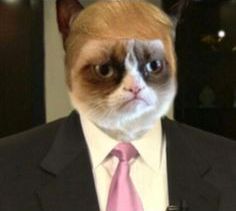 Trumpy Cat Blank Meme Template