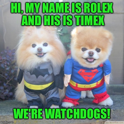 I'm taking the advice of Robbiehurz and resubmitting this !! | HI, MY NAME IS ROLEX AND HIS IS TIMEX; WE'RE WATCHDOGS! | image tagged in dogs | made w/ Imgflip meme maker