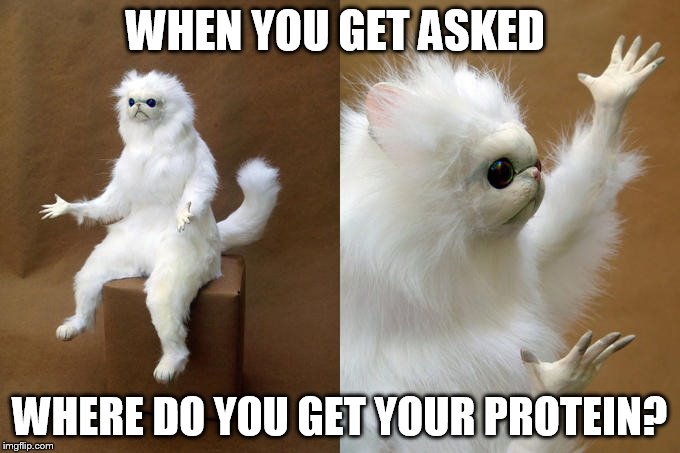 Persian Cat Room Guardian | WHEN YOU GET ASKED; WHERE DO YOU GET YOUR PROTEIN? | image tagged in memes,persian cat room guardian | made w/ Imgflip meme maker