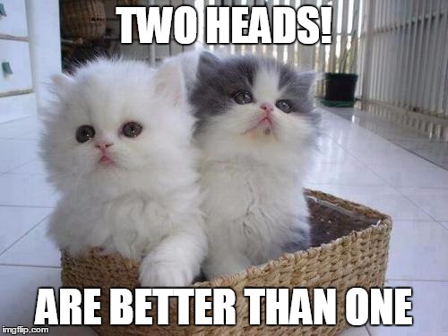 Cats Twins | TWO HEADS! ARE BETTER THAN ONE | image tagged in memes,cats | made w/ Imgflip meme maker