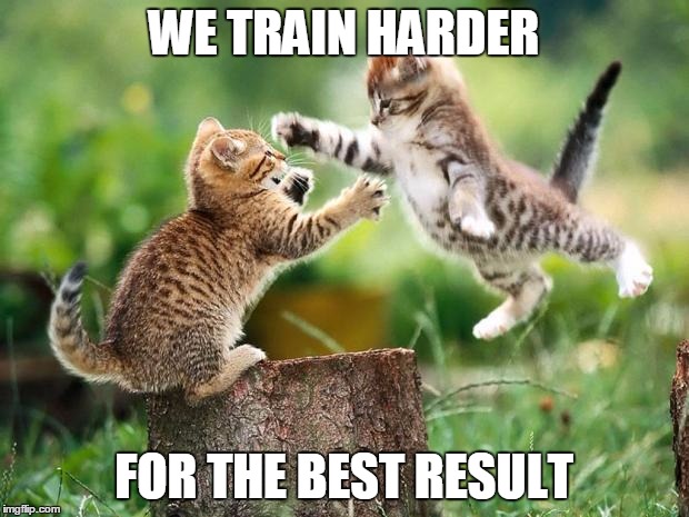 Cats training | WE TRAIN HARDER; FOR THE BEST RESULT | image tagged in memes,cats | made w/ Imgflip meme maker