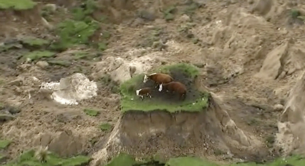 New Zealand Earthquake Cows/2016 Cows Blank Meme Template