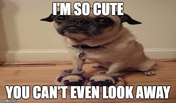 I'M SO CUTE; YOU CAN'T EVEN LOOK AWAY | image tagged in pugs | made w/ Imgflip meme maker