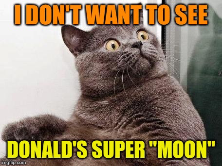 surprised cat | I DON'T WANT TO SEE DONALD'S SUPER "MOON" | image tagged in surprised cat | made w/ Imgflip meme maker