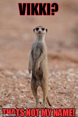 Meerkat |  VIKKI? THATS NOT MY NAME! | image tagged in meerkat | made w/ Imgflip meme maker