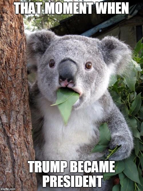 Surprised Koala | THAT MOMENT WHEN; TRUMP BECAME PRESIDENT | image tagged in memes,surprised koala | made w/ Imgflip meme maker