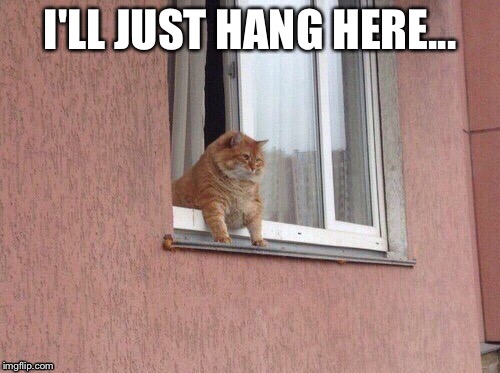 I'LL JUST HANG HERE... | image tagged in cat | made w/ Imgflip meme maker