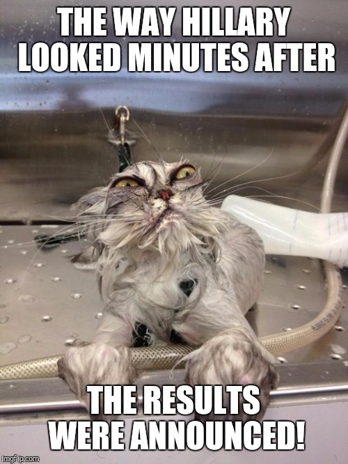 Angry Wet Cat | THE WAY HILLARY LOOKED MINUTES AFTER; THE RESULTS WERE ANNOUNCED! | image tagged in angry wet cat,hillary clinton,trump | made w/ Imgflip meme maker