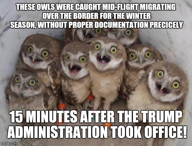 First illegal immigrants of the trump administration | THESE OWLS WERE CAUGHT MID-FLIGHT MIGRATING OVER THE BORDER FOR THE WINTER SEASON, WITHOUT PROPER DOCUMENTATION PRECICELY; 15 MINUTES AFTER THE TRUMP ADMINISTRATION TOOK OFFICE! | image tagged in surprised ownls | made w/ Imgflip meme maker