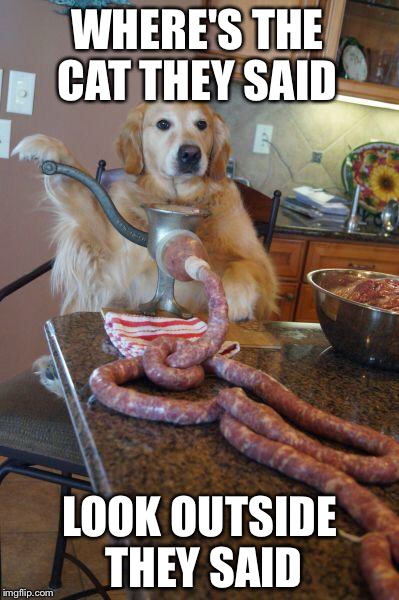 dog sausages | WHERE'S THE CAT THEY SAID; LOOK OUTSIDE THEY SAID | image tagged in dog sausages | made w/ Imgflip meme maker