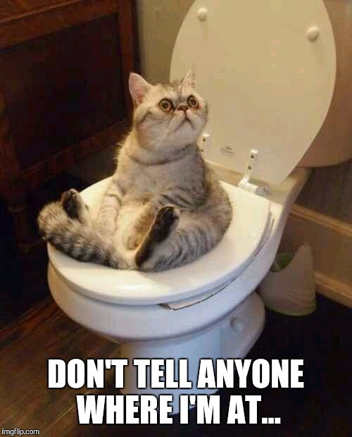 Toilet cat | DON'T TELL ANYONE WHERE I'M AT... | image tagged in toilet cat | made w/ Imgflip meme maker