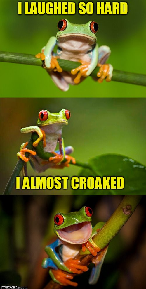 Frog Puns | I LAUGHED SO HARD I ALMOST CROAKED | image tagged in frog puns | made w/ Imgflip meme maker