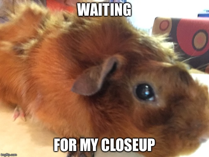 Guinea pig  | WAITING; FOR MY CLOSEUP | image tagged in guinea pig | made w/ Imgflip meme maker