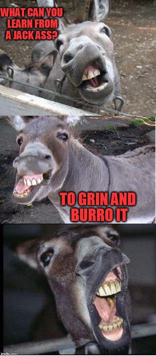 Bad Pun Jackass | WHAT CAN YOU LEARN FROM A JACK ASS? TO GRIN AND BURRO IT | image tagged in meme,puns,funny,animals,bad pun jackass | made w/ Imgflip meme maker