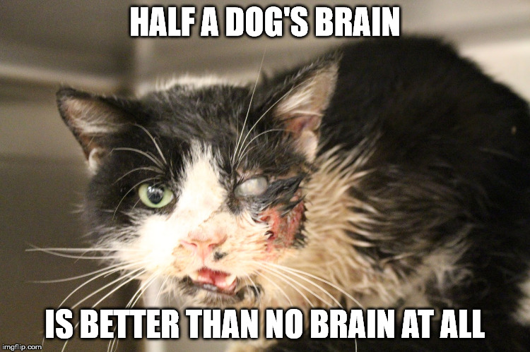 HALF A DOG'S BRAIN IS BETTER THAN NO BRAIN AT ALL | made w/ Imgflip meme maker