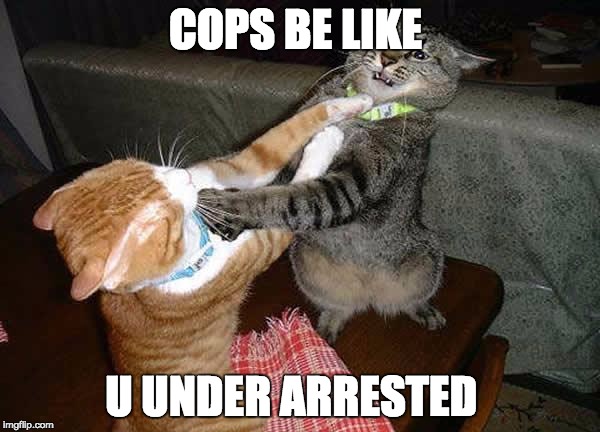 Two cats fighting for real | COPS BE LIKE; U UNDER ARRESTED | image tagged in two cats fighting for real | made w/ Imgflip meme maker
