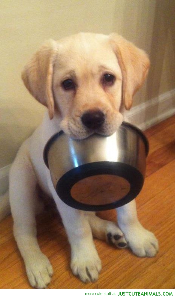 When you need food Puppy Blank Meme Template