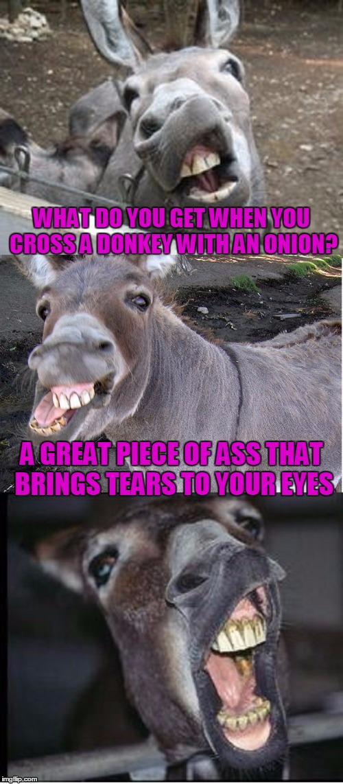 hee-haw! | WHAT DO YOU GET WHEN YOU CROSS A DONKEY WITH AN ONION? A GREAT PIECE OF ASS THAT BRINGS TEARS TO YOUR EYES | image tagged in memes,puns,bad pun jackass,funny,animals | made w/ Imgflip meme maker