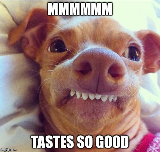 Tuna Dog | MMMMMM TASTES SO GOOD | image tagged in tuna dog | made w/ Imgflip meme maker