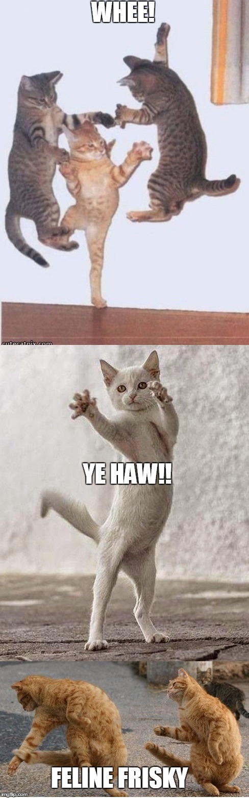 it's a cat-astrophy! | WHEE! YE HAW!! FELINE FRISKY | image tagged in meme,funny,cats,puns,dancing cats,this is not a political meme | made w/ Imgflip meme maker