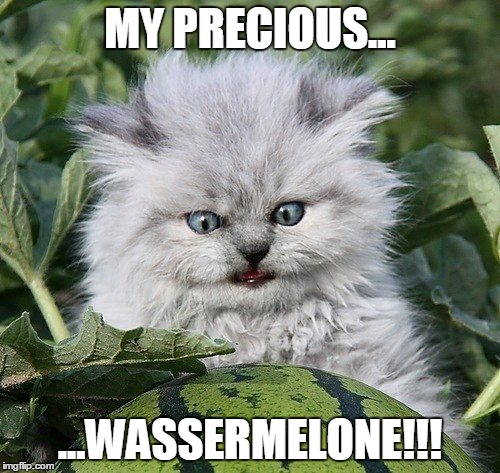Precious wassermelone | MY PRECIOUS... ...WASSERMELONE!!! | image tagged in cat,watermelon,my precious | made w/ Imgflip meme maker