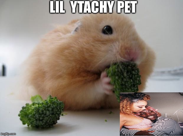 Broccoli Hamster | LIL  YTACHY PET | image tagged in broccoli hamster | made w/ Imgflip meme maker