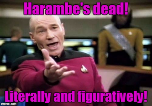 Picard Wtf Meme | Harambe's dead! Literally and figuratively! | image tagged in memes,picard wtf | made w/ Imgflip meme maker