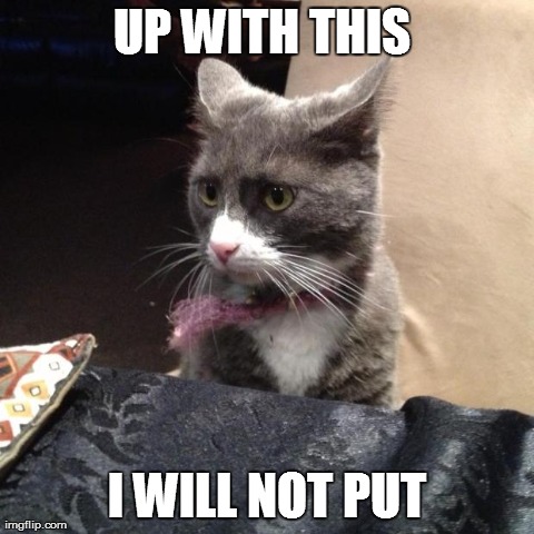 image tagged in concerned cat,cats,cute | made w/ Imgflip meme maker