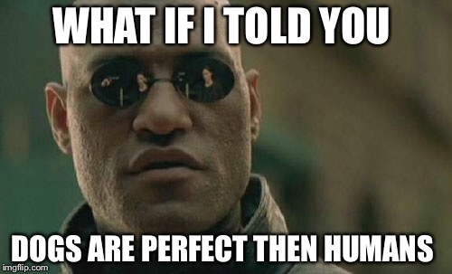 Matrix Morpheus Meme | WHAT IF I TOLD YOU; DOGS ARE PERFECT THEN HUMANS | image tagged in memes,matrix morpheus | made w/ Imgflip meme maker
