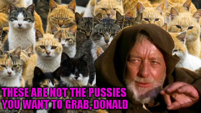 Obi Wan Catnobi | THESE ARE NOT THE PUSSIES YOU WANT TO GRAB, DONALD | image tagged in pussy,trump grabs that pussy,pussy cats,grab them by the pussy,make donald drumpf again,star wars | made w/ Imgflip meme maker