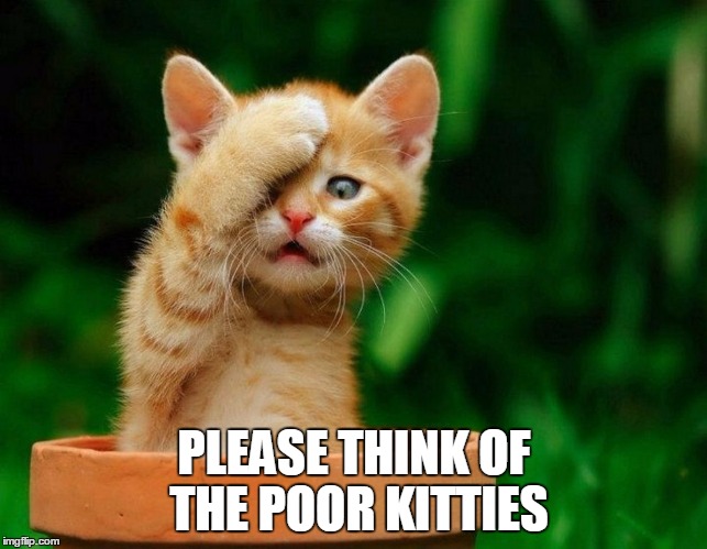 Surprised Kitty | PLEASE THINK OF THE POOR KITTIES | image tagged in surprised kitty | made w/ Imgflip meme maker