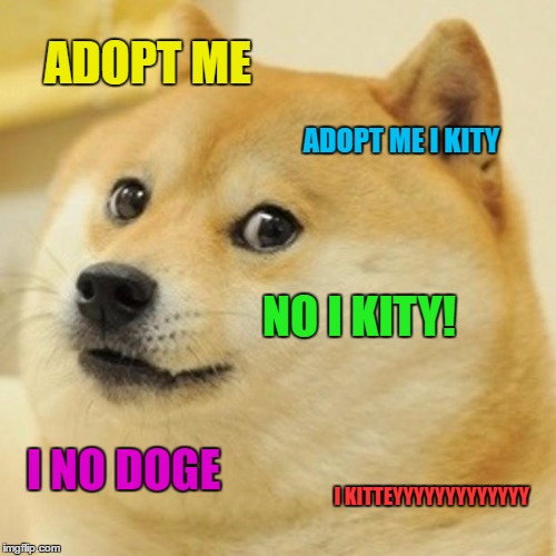 Doge | ADOPT ME; ADOPT ME I KITY; NO I KITY! I NO DOGE; I KITTEYYYYYYYYYYYYY | image tagged in memes,doge | made w/ Imgflip meme maker