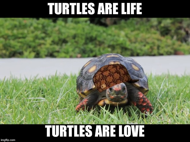 Turtles | TURTLES ARE LIFE; TURTLES ARE LOVE | image tagged in meme | made w/ Imgflip meme maker