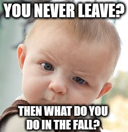 Skeptical Baby Meme | YOU NEVER LEAVE? THEN WHAT DO YOU DO IN THE FALL? | image tagged in memes,skeptical baby | made w/ Imgflip meme maker