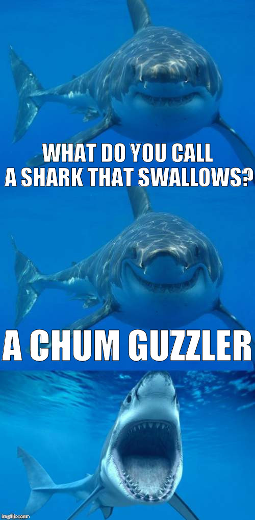 I guess you could call this "blue" humor...  :{D | WHAT DO YOU CALL A SHARK THAT SWALLOWS? A CHUM GUZZLER | image tagged in bad shark pun,memes,innuendo | made w/ Imgflip meme maker