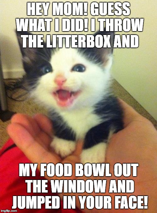 HEY MOM! GUESS WHAT I DID! I THROW THE LITTERBOX AND; MY FOOD BOWL OUT THE WINDOW AND JUMPED IN YOUR FACE! | image tagged in look at me | made w/ Imgflip meme maker