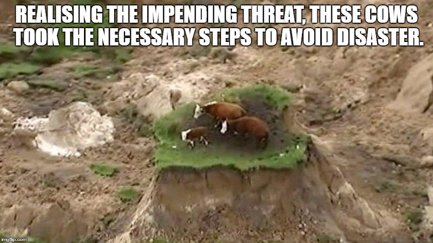 Cows | REALISING THE IMPENDING THREAT, THESE COWS TOOK THE NECESSARY STEPS TO AVOID DISASTER. | image tagged in cows | made w/ Imgflip meme maker