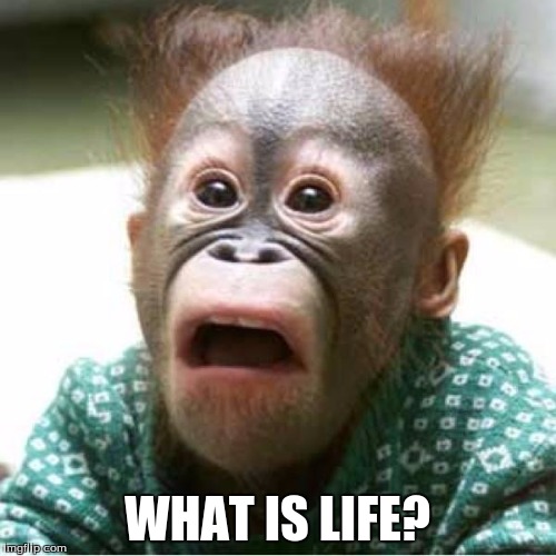 WHAT IS LIFE? | made w/ Imgflip meme maker
