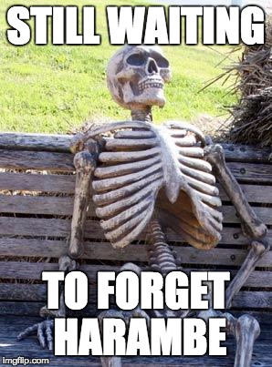 Waiting Skeleton | STILL WAITING; TO FORGET HARAMBE | image tagged in memes,waiting skeleton | made w/ Imgflip meme maker