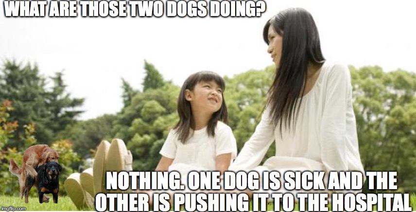 Making Puppies | WHAT ARE THOSE TWO DOGS DOING? NOTHING. ONE DOG IS SICK AND THE OTHER IS PUSHING IT TO THE HOSPITAL | image tagged in funny dogs,life education,biology | made w/ Imgflip meme maker